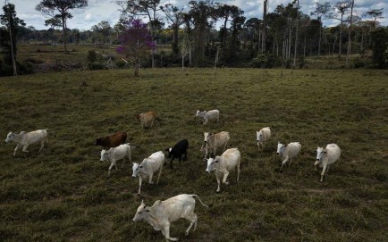 El ganado deambula cerca de un área recientemente deforestada en Acre, Brasil, el 14 de julio. 