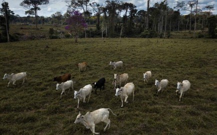 El ganado deambula cerca de un rea recientemente deforestada en Acre, Brasil, el 14 de julio. 
