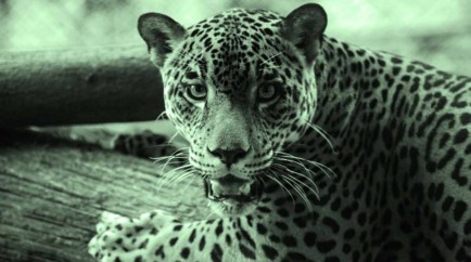 Jaguar hembra en Nicaragua, una de las especies en peligro de extinción