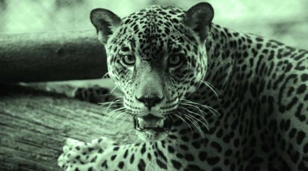Jaguar hembra en Nicaragua, una de las especies en peligro de extincin