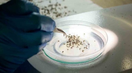 Un trabajador de WMP examina mosquitos adultos en una biofábrica en Brasil