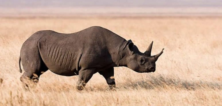 Desapareci oficialmente del planeta y ahora queda slo un tipo de esta especie: el blanco.