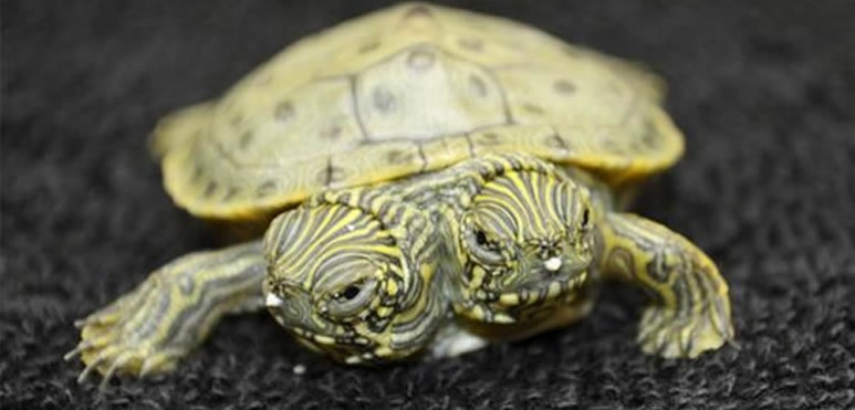 Es una tortuga hembra que naci con dos cabezas. Camina y nada sin problemas y los especialistas creen que no tendr problemas de salud a futuro por su condicin