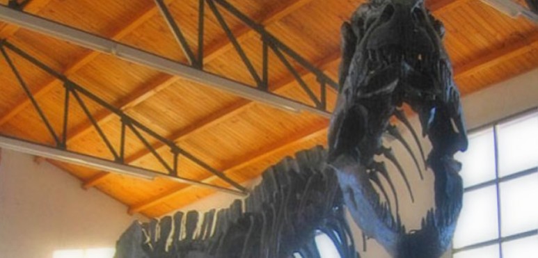 Estiman que el museo itinerante ser visitado por ms de 12 mil alumnos de la regin. La entrada ser libre y gratuita para todo pblico. La rplica del giganotosaurus carolini es uno de los mayores atractivos de la exposicin. Comienza en Caada de Gmez.