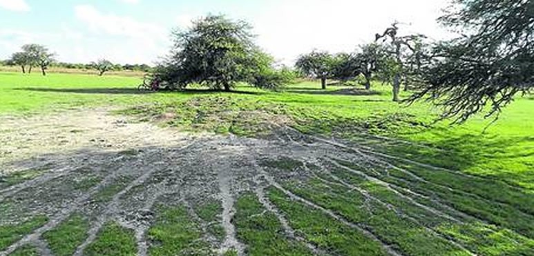Investigadores del Conicet descubrieron que Casi no cambian de carril, para evitar choques, y se pasan información en pleno camino.