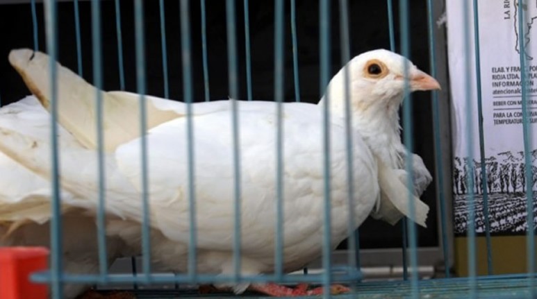 Los integrantes de la banda eran fanáticos de los narcos colombianos y basaron sus acciones en recortes de diarios del país caribeño.