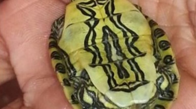 El extraño dibujo en el animal causó conmoción entre los vecinos, quienes aseguran que es la patrona de Guadalupe.
