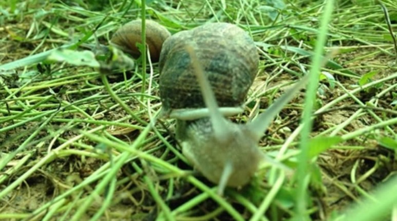 Un caracol 'Helix aspersia' en los invernaderos de Caracoles Levante. | E.M.
