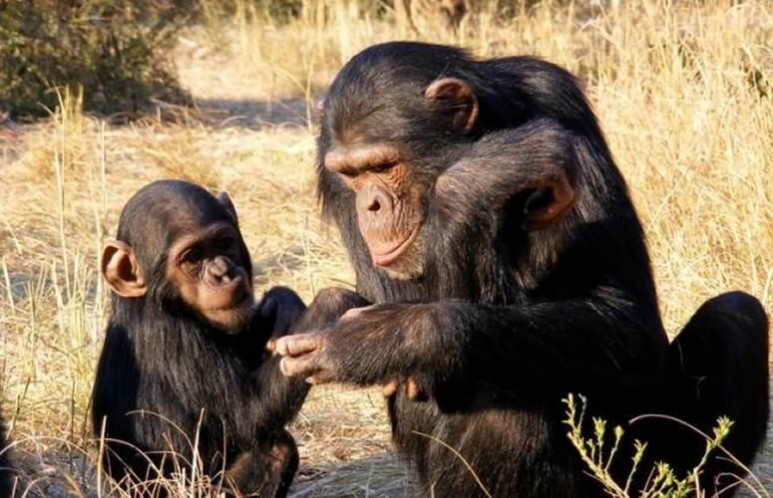 Las habilidades sociales de un chimpanc dependen en buena parte de si se ha criado con su madre