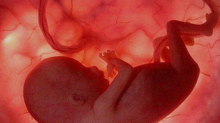 Las clulas madre del cordn umbilical pueden convertirse en clulas epiteliales