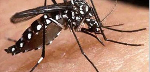 Cmo saber si la picadura es del mosquito del dengue o del que transmite encefalitis