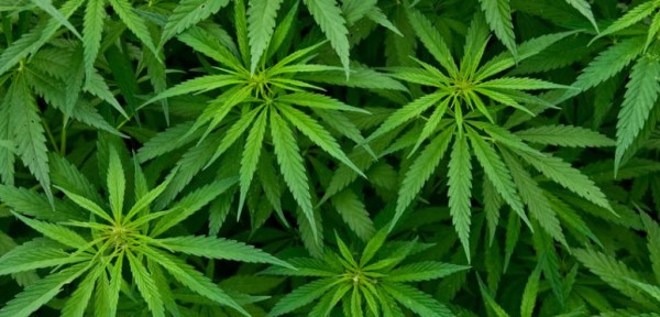 Los usos actuales y potenciales del cannabis medicinal van desde la epilepsia hasta el cncer