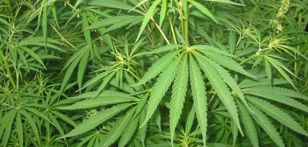 Causa sensaci�n la primera m�quina expendedora de marihuana instalada en la calle