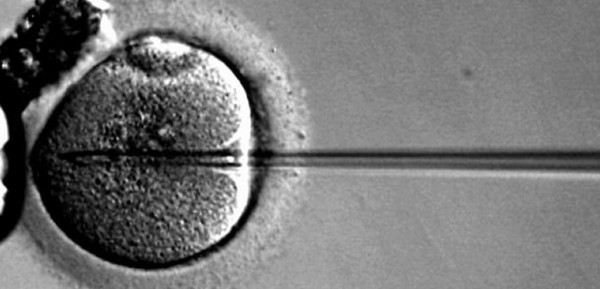 Carrera para crear embriones humanos en el laboratorio con clulas madre