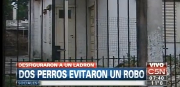 Entró a robar y lo atacaron dos pitbull hasta que el dueño los separó