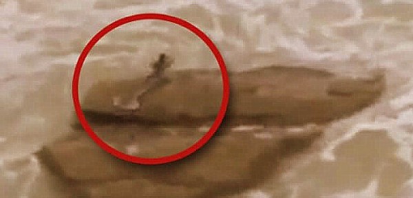 Hallazgo hist�rico: filman a sirena reposando en la costa