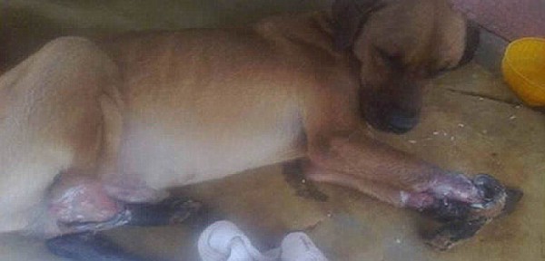 Rescataron a un perro que ten�a las cuatros patas precintadas
