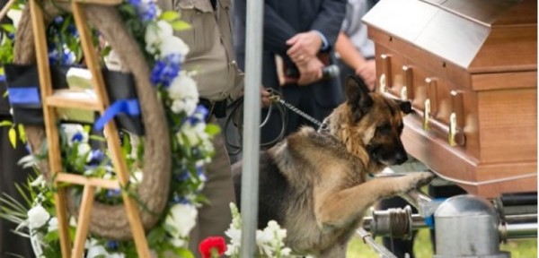 Perro polic�a despide a su amo asesinado