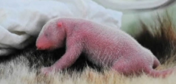 Los primeros cachorros de panda nacidos en el mundo en 2013 son gemelos