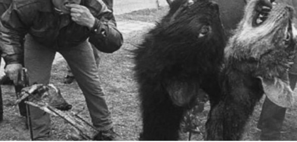 Movileros desmienten lo de los rosarinos comegatos