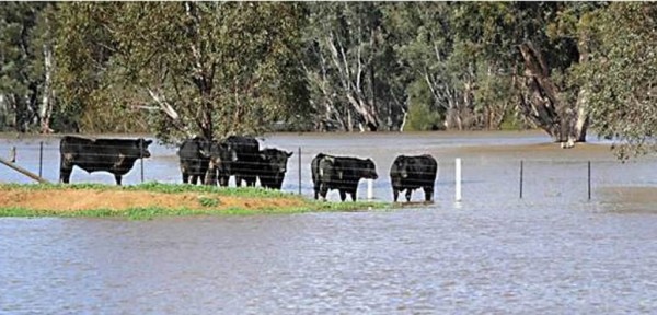 Cerca de 600 mil vacunos tendr�n que ser evacuados de las islas entrerrianas