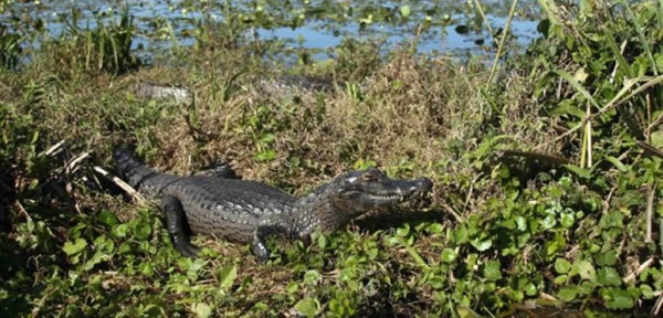 La crecida llev� v�boras y yacar�s a los barrios