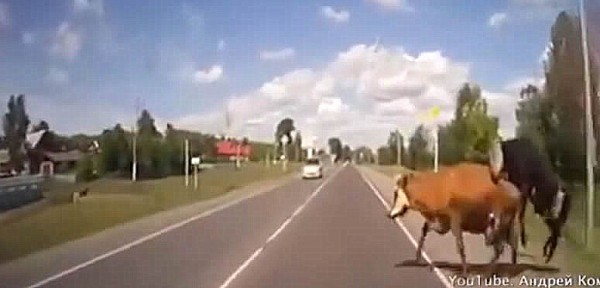 Choc a una vaca mientras tena sexo en la ruta