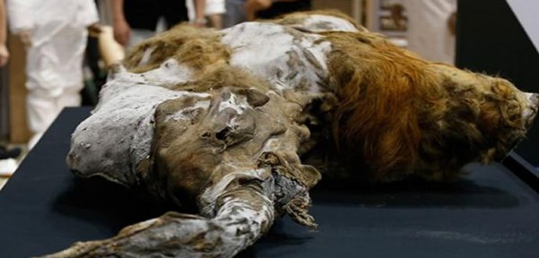 Hallan un mamut de hace 39.000 a�os en buen estado