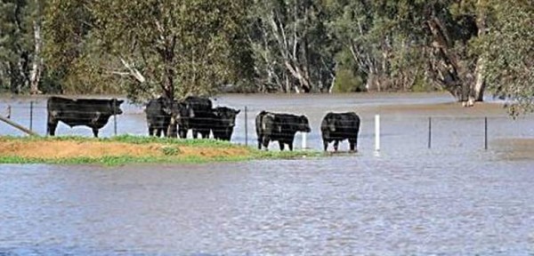 Ya se evacu� el 70% del ganado de las islas entrerrianas