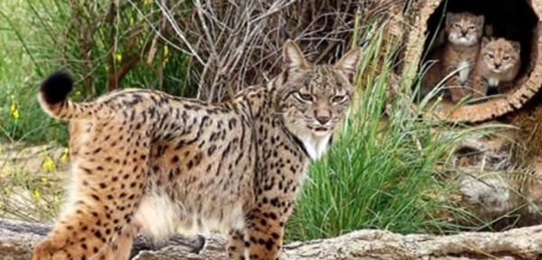 El cambio clim�tico puede provocar la extinci�n del lince ib�rico en 50 a�os