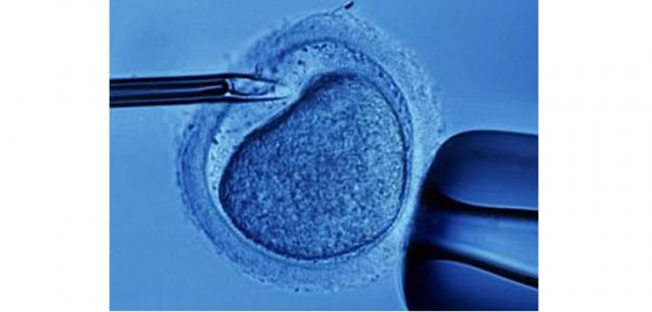 Aspectos clave de la ley de fertilizaci�n asistida