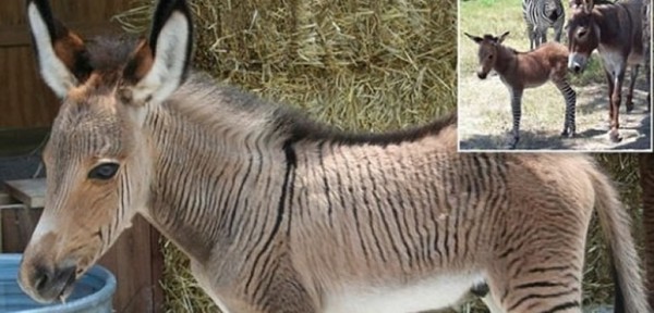 Naci un extrao hbrido mezcla de cebra y burro