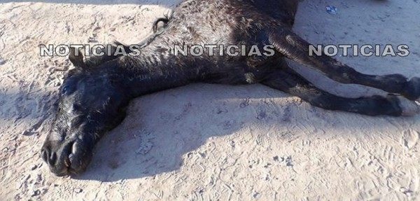 Yegua preñada no pudo caminar más y la mataron