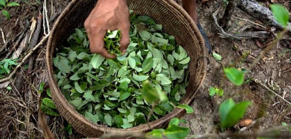El cultivo de coca en Colombia, en el nivel m�s bajo desde que existe registro
