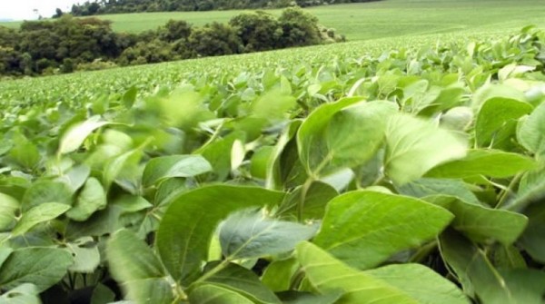 Estiman que la producci�n agr�cola 2023/24 crecer� cerca de 40%