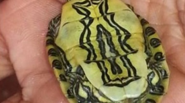 Apareci la imagen de la virgen en el pecho de una tortuga