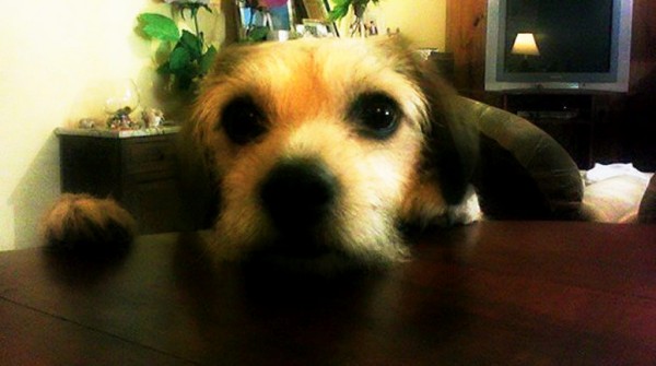 Derechos de los Animales