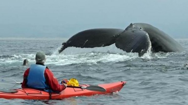 La ballena de 36 toneladas se les apareci� as� de cerca