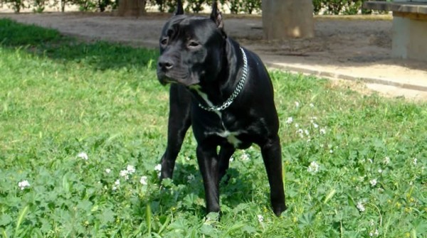 Compraron un pitbull por seguridad y mat� a su nene de tres a�os