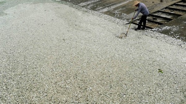 China: encuentran 100 toneladas de peces muertos por contaminaci�n