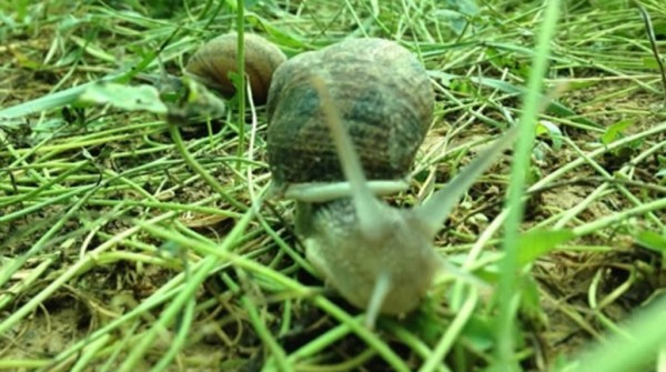 El negocio del caracol