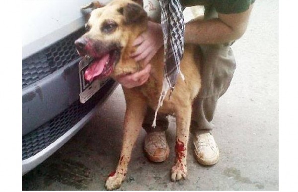Alumnos de una escuela catlica de Lujn le destrozaron la boca a un perro con un petardo