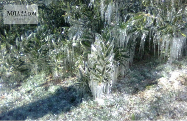 �Es la helada m�s grave de la historia�