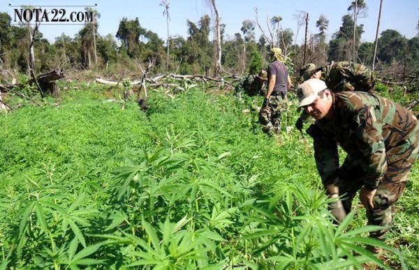 Paraguay, el reino de la marihuana en Sudam�rica