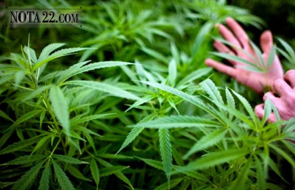 Cannabis medicinal: el gobierno habilitar� la venta en farmacias y el cultivo domiciliario