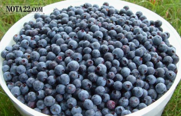 Los ar�ndanos, buen remedio para las infecciones urinarias