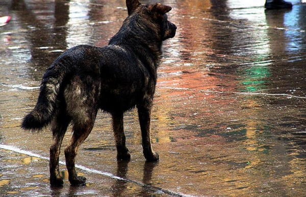 Una cmara GoPro registr el maltrato cotidiano al que es sometido un perro callejero