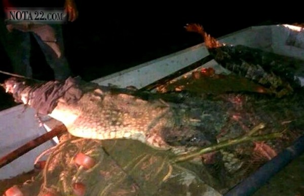 M�xico: cocodrilo mat� a un ni�o de 10 a�os