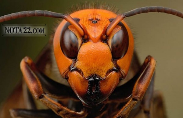 Un golfista fue atacado por av�spas en pleno partido y se tuvo que tirar al lago