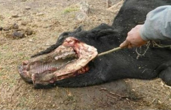 Raro: mutilaci�n de ganado en la zona de Tabossi